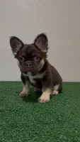 Tootie Roll, a male French Bulldog for sale in Fairborn, OH – 1 of 3