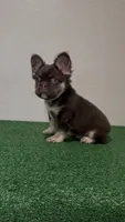 Tootie Roll, a male French Bulldog for sale in Fairborn, OH – 2 of 3