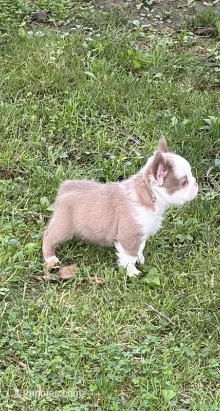 Kola bear  – French Bulldog puppy for sale in Fairborn, OH