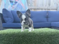 CoCo Husky, a male French Bulldog for sale in Fairborn, OH – 3 of 5