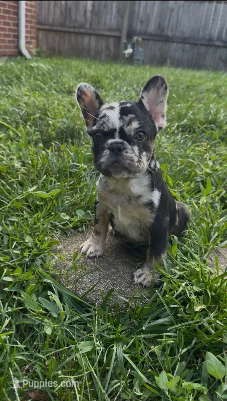 Sweet Merle – French Bulldog puppy for sale in Fairborn, OH