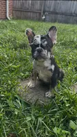 Sweet Merle, a female French Bulldog for sale in Fairborn, OH – 1 of 4
