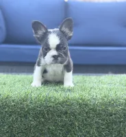 CoCo Husky, a male French Bulldog for sale in Fairborn, OH – 5 of 5