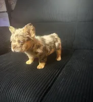 Sweet Merle Girl, a female French Bulldog for sale in Fairborn, OH – 2 of 2