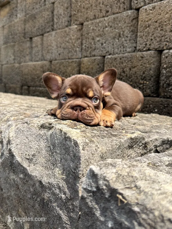 Rojo Man – French Bulldog puppy for sale in Fairborn, OH