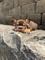 Rojo Man, a male French Bulldog for sale in Fairborn, OH – 1 of 3