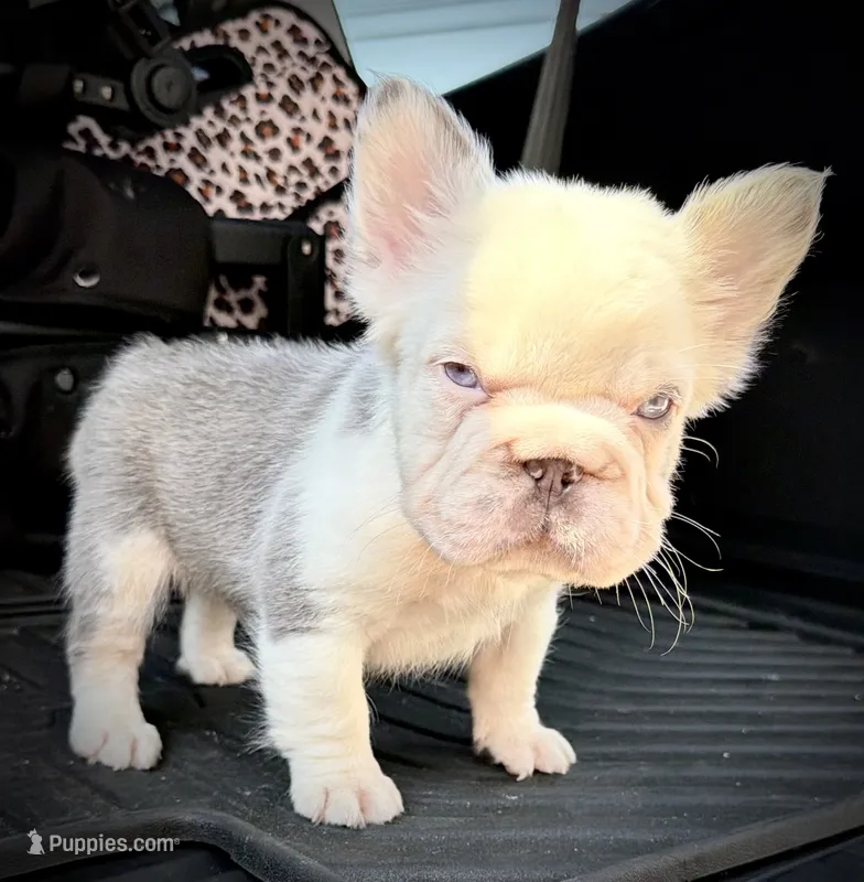 Husky Man – French Bulldog puppy for sale in Fairborn, OH