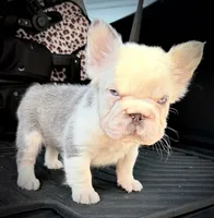 Husky Man, a male French Bulldog for sale in Fairborn, OH – 1 of 2