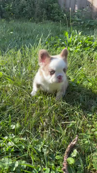 kola bear 🐻 , a male French Bulldog for sale in Fairborn, OH – 2 of 3