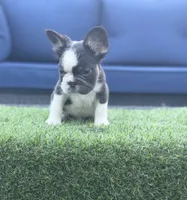 CoCo Husky, a male French Bulldog for sale in Fairborn, OH – 2 of 5