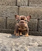 Rojo Man, a male French Bulldog for sale in Fairborn, OH – 2 of 3