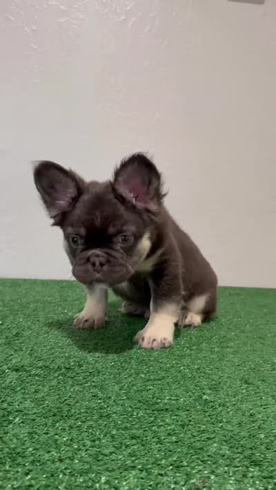 Tootie Roll, a male French Bulldog for sale in Fairborn, OH – 3 of 3