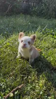 kola bear 🐻 , a male French Bulldog for sale in Fairborn, OH – 1 of 3