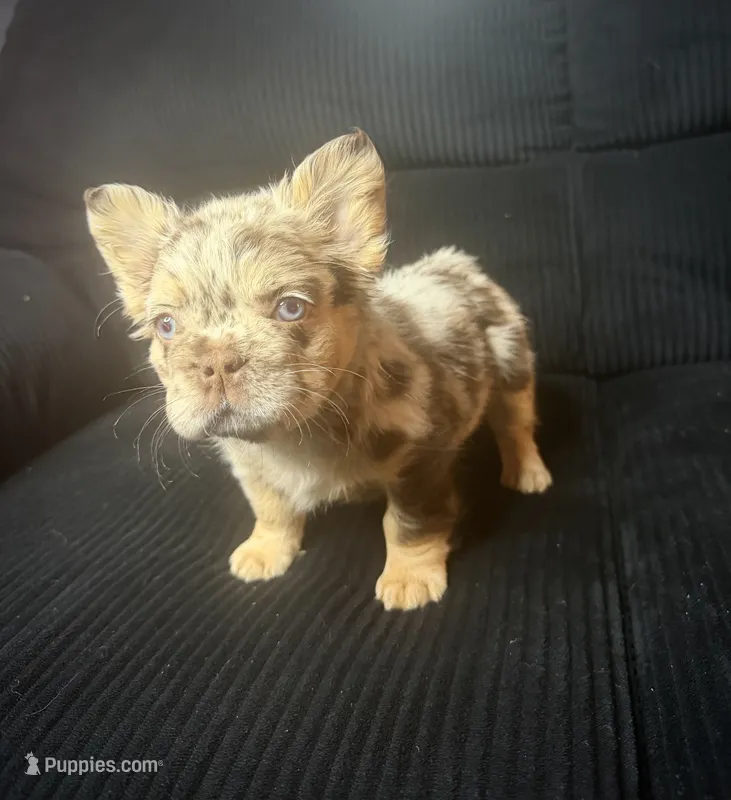 Sweet Merle Girl – French Bulldog puppy for sale in Fairborn, OH