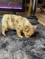 Sweet Merle Girl, a female French Bulldog for sale in Fairborn, OH – 3 of 3