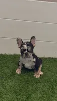 Sweet Merle, a female French Bulldog for sale in Fairborn, OH – 4 of 4