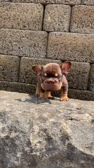 Rojo Man, a male French Bulldog for sale in Fairborn, OH – 3 of 3
