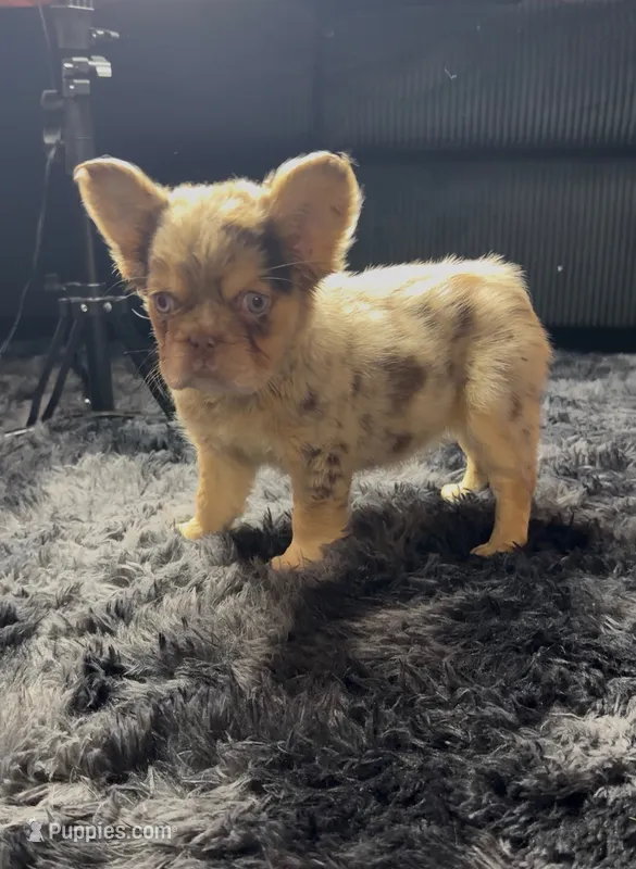 Sweet Merle Girl – French Bulldog puppy for sale in Fairborn, OH
