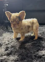 Sweet Merle Girl, a female French Bulldog for sale in Fairborn, OH – 1 of 3