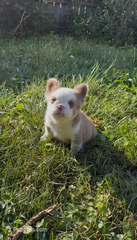 Kola bear  – French Bulldog puppy for sale in Fairborn, OH