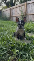 Sweet Merle, a female French Bulldog for sale in Fairborn, OH – 2 of 4
