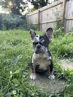 Sweet Merle, a female French Bulldog for sale in Fairborn, OH – 3 of 4
