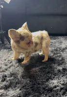 Sweet Merle Girl, a female French Bulldog for sale in Fairborn, OH – 2 of 3