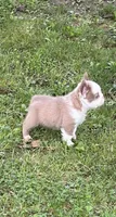 kola bear 🐻 , a male French Bulldog for sale in Fairborn, OH – 3 of 3
