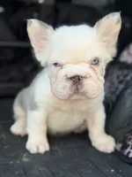 Husky Man, a male French Bulldog for sale in Fairborn, OH – 2 of 2