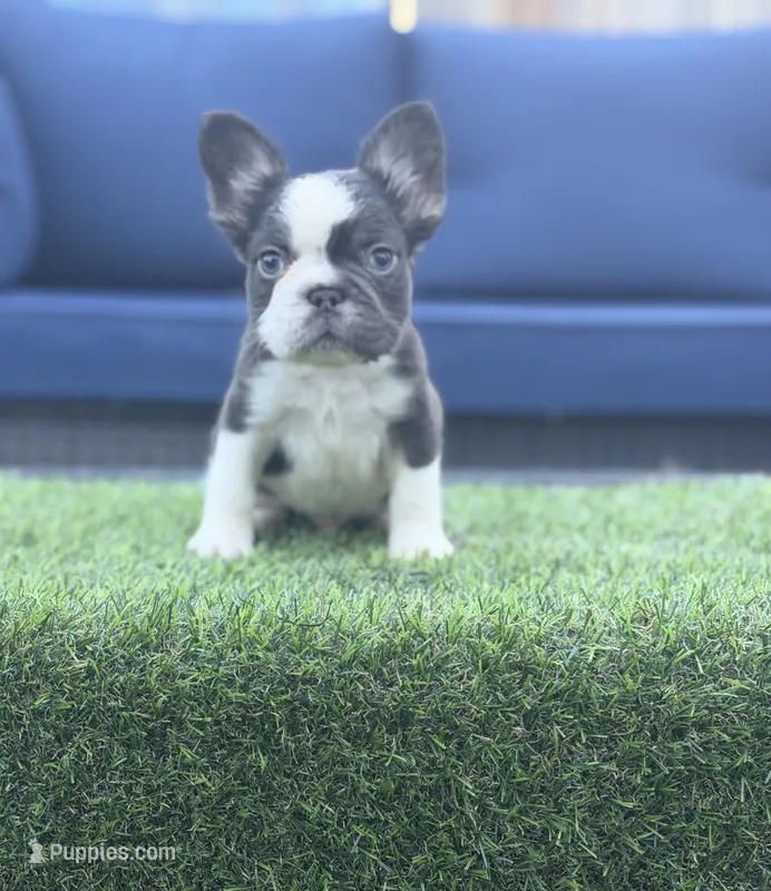CoCo Husky – French Bulldog puppy for sale in Fairborn, OH
