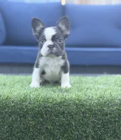 CoCo Husky, a male French Bulldog for sale in Fairborn, OH – 1 of 5