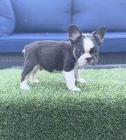 CoCo Husky, a male French Bulldog for sale in Fairborn, OH – 4 of 5