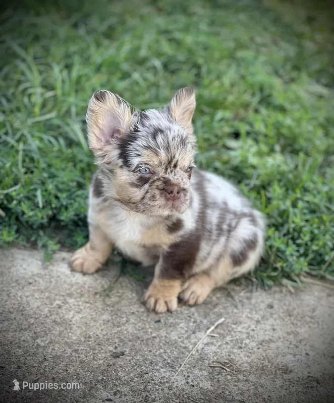 Sweet Merle Girl – French Bulldog puppy for sale in Fairborn, OH