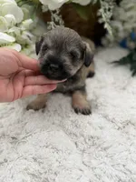 Sophie, a female Miniature Schnauzer for sale in Broxton, GA – 2 of 3