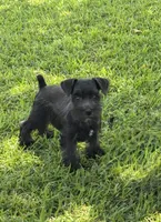 Tilley , a female Miniature Schnauzer for sale in Broxton, GA – 4 of 5