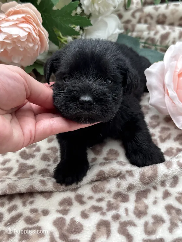 Raven – Miniature Schnauzer puppy for sale in Broxton, GA
