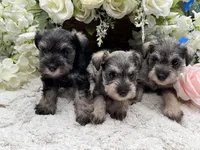 Paisley, a female Miniature Schnauzer for sale in Broxton, GA – 5 of 6