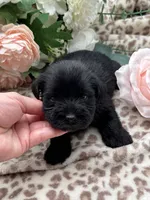 Raven, a female Miniature Schnauzer for sale in Broxton, GA – 5 of 6