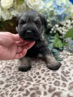 Billy , a male Miniature Schnauzer for sale in Broxton, GA – Photo 2 of 4
