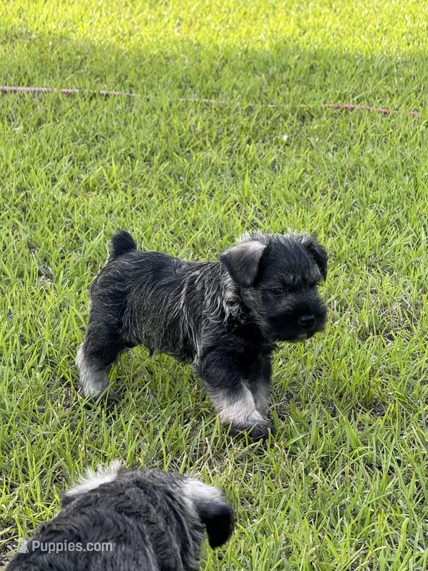 Billy  – Miniature Schnauzer puppy for sale in Broxton, GA