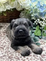 Billy , a male Miniature Schnauzer for sale in Broxton, GA – Photo 3 of 4