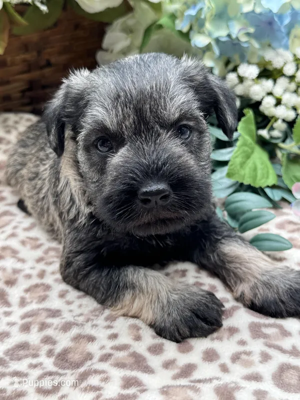 Billy , a male Miniature Schnauzer for sale in Broxton, GA – Photo 1 of 4