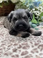 Billy , a male Miniature Schnauzer for sale in Broxton, GA – Photo 4 of 4