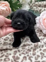 Raven, a female Miniature Schnauzer for sale in Broxton, GA – 4 of 6