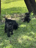 Tilley , a female Miniature Schnauzer for sale in Broxton, GA – 5 of 5