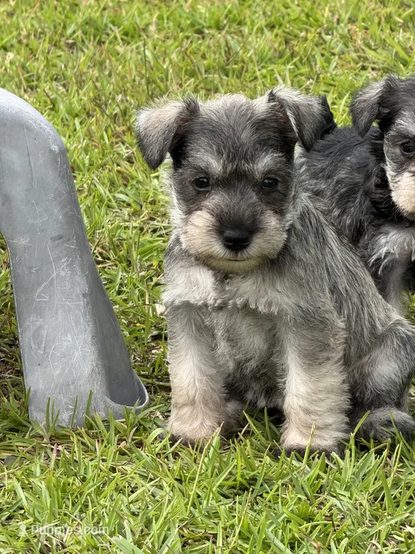 Princess  – Miniature Schnauzer puppy for sale in Broxton, GA