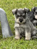 Princess , a female Miniature Schnauzer for sale in Broxton, GA – 1 of 6