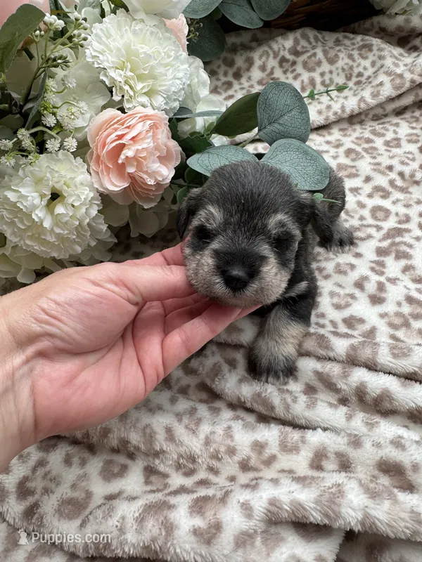 Daisy – Miniature Schnauzer puppy for sale in Broxton, GA