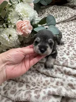Daisy, a female Miniature Schnauzer for sale in Broxton, GA – 1 of 2