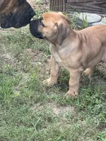 Diva, a female Boerboel for sale in Broxton, GA – 5 of 5
